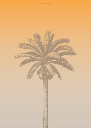 The sunset of welth palm